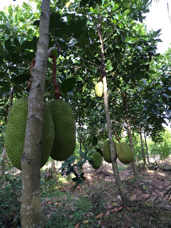 The Durian Lodge At Mekong Cai Be Pokój zdjęcie